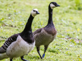 Barnacle Goose x Cackling Goose hybrid